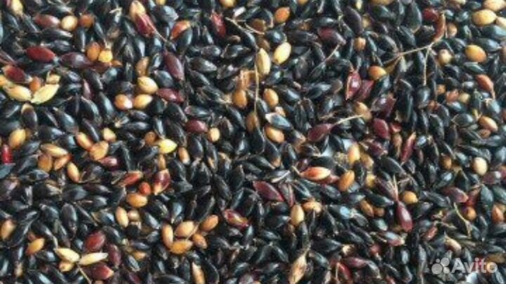 Смесь семян Народная кормовых трав