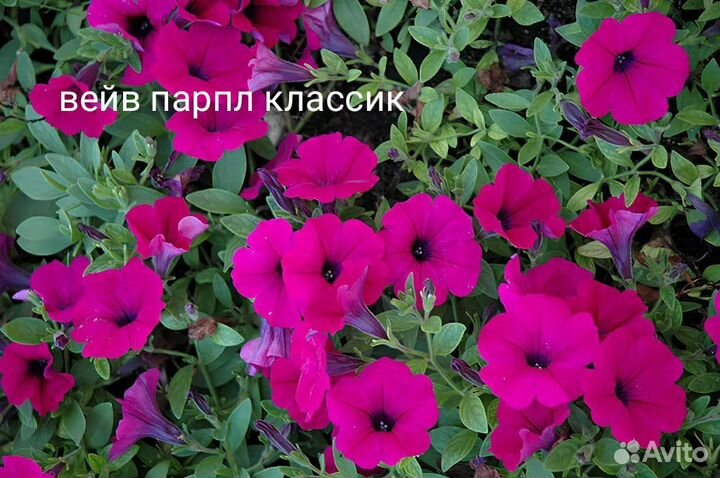 Петуния ампельная