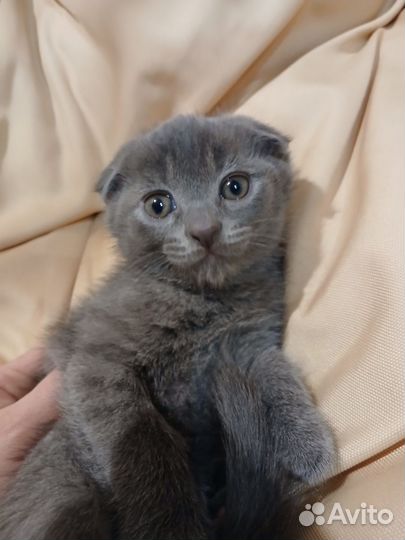 Вислоухие котята