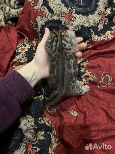 Бенгальские котята