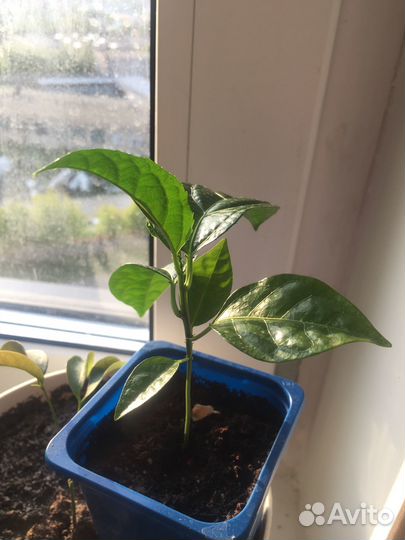 Маракуйя плодоносящая