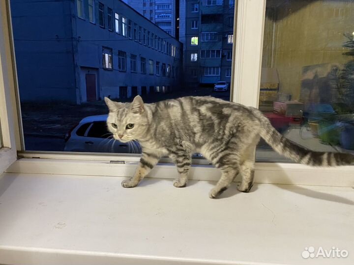 Найдена британская кошка