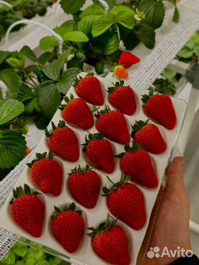 Клубника свежая без пестицидов