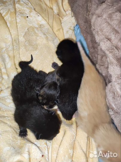 Котята отдам бесплатно