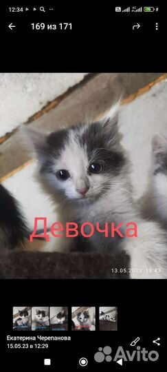 Котята в добрые руки