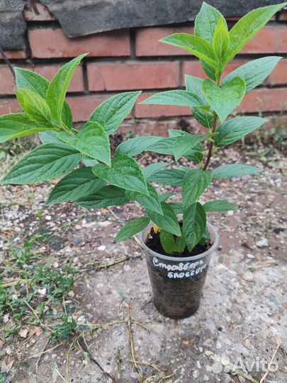 Гортензия Стравбери блоссум