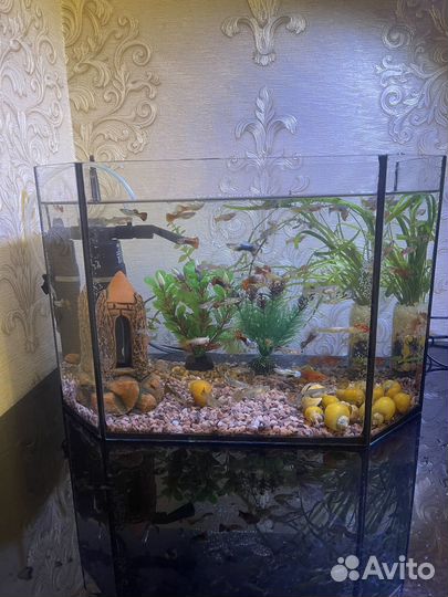 Аквариум