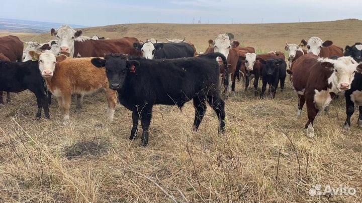 Бычки и Телки