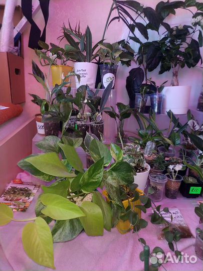 Излишки коллекции (комнатные растения)