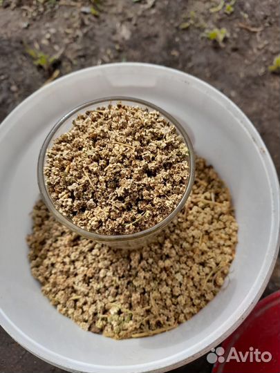 Семена полусахарной кормовой свеклы