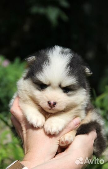 Девочка помски той размер