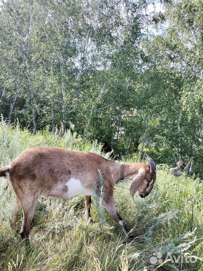 Козочка нубийская