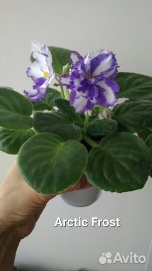 Черенки фиалок