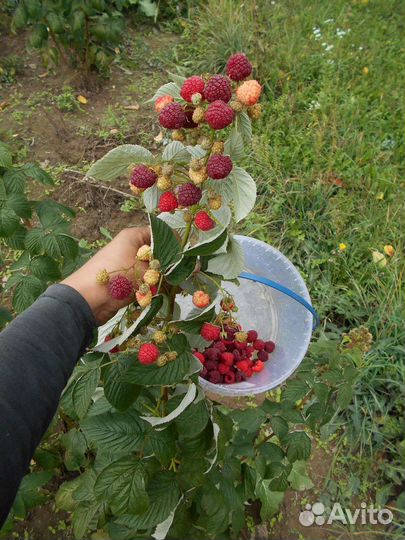 Саженцы малины