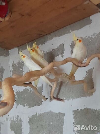 Попугаи для разведения