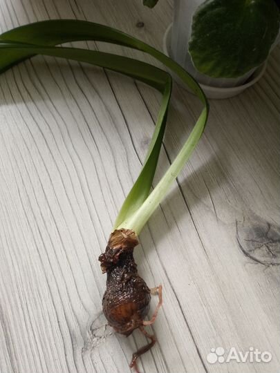 Гиппеаструм амариллис луковицы