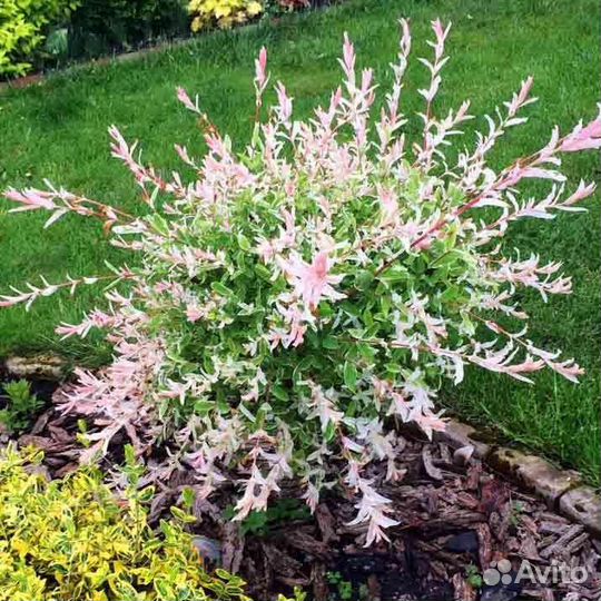 Ива хакуро нишики