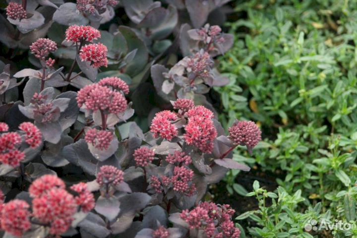 Очиток Хосе-Ауберджин