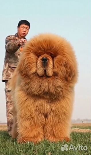 Эксклюзивный щенок тибетского мастифа