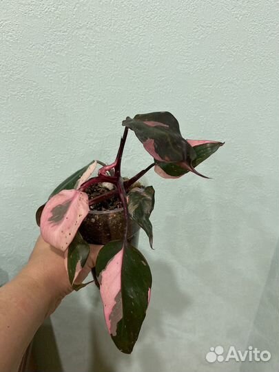 Филодендрон