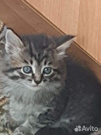 Кошка в дар бесплатно