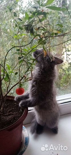Кошки бесплатно