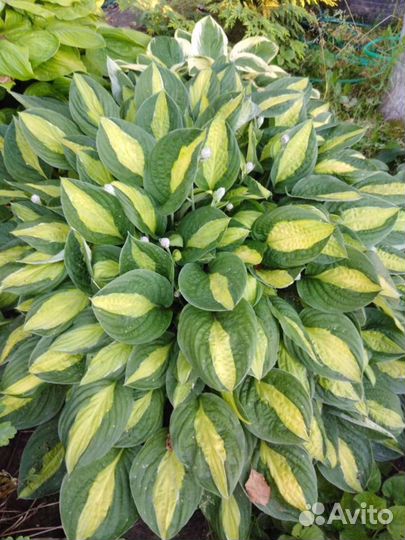 Излишки садовых растений