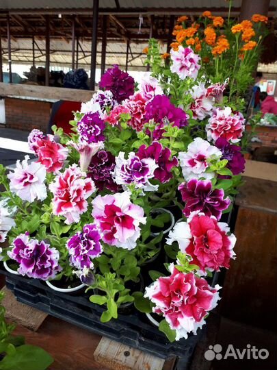 Продам рассаду овощных и цветочных культур