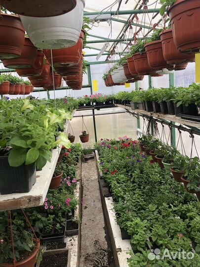 Сезон 2024. Рассада овощей и цветов