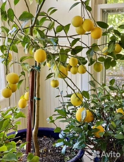 Лимон Мейера, апельсины, мандарины, кумкваты