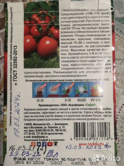 Рассада помидор