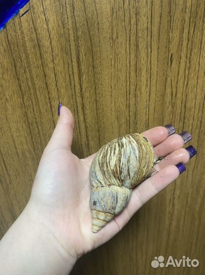 Улитки ахатины