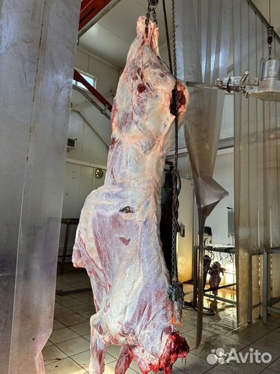 Мясо говядина, котлетное, гуляш, мякоть, фарш