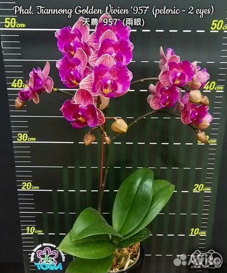 Орхидея фаленопсис бабочка