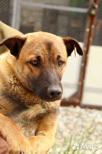 Щенок Вольт в добрые руки