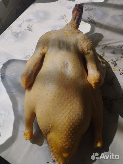 Мясо утки