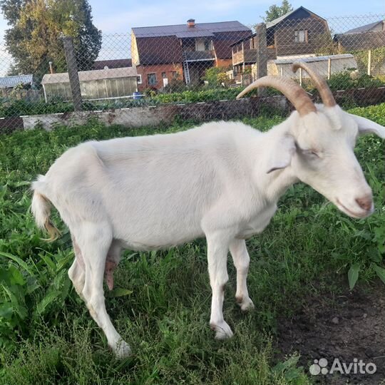 Козы на мясо