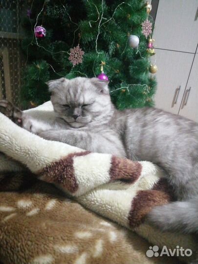 Британские котята