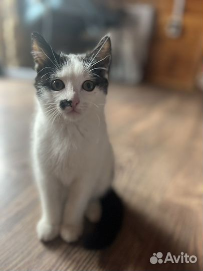 Котенок