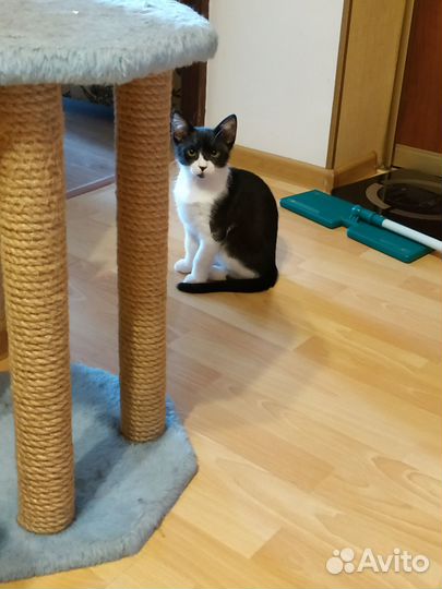 Котенок мальчик