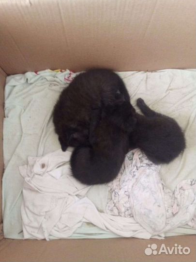 Кошки