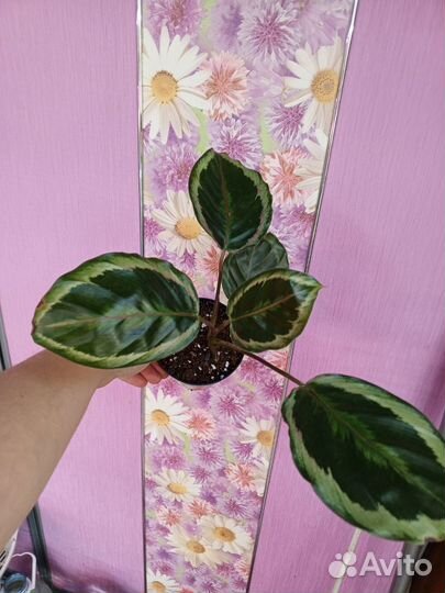 Калатея Ктенанта