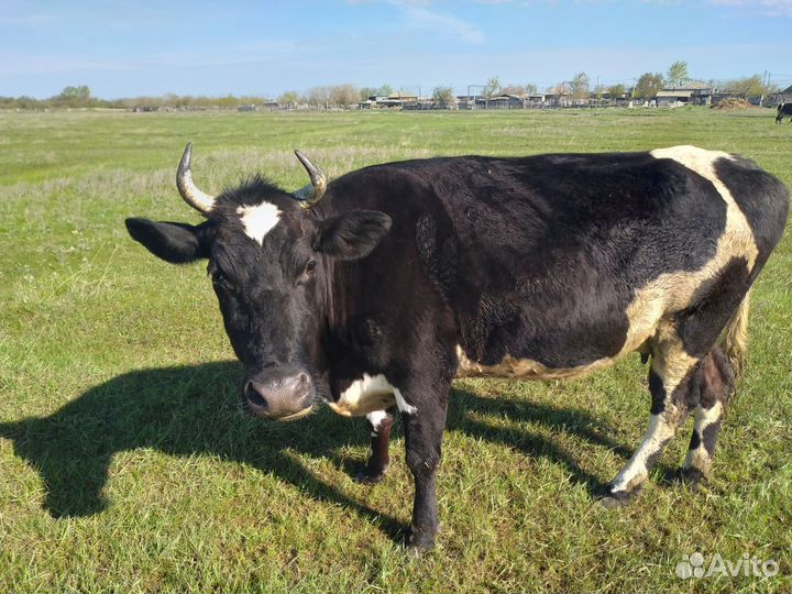 Карова Стельная