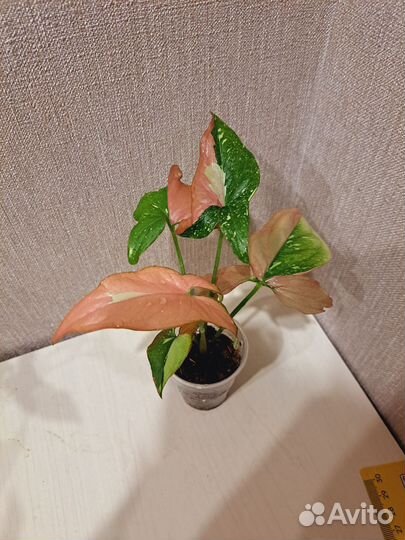 Сингониум ред спот триколор