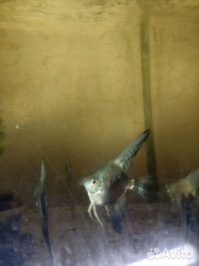 Скалярии пиной