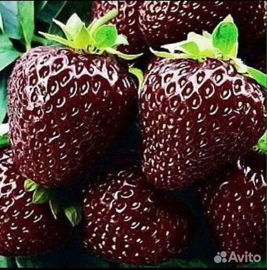 Саженцы клубники Черный принц