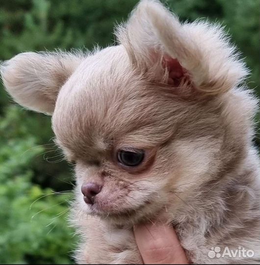 Чихуахуа кукольный мальчик