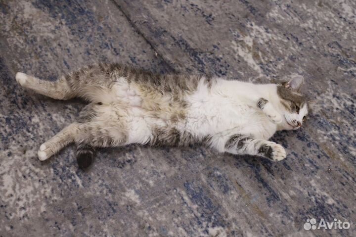 Спасите Пашеньку. Молодой котик ищем дом