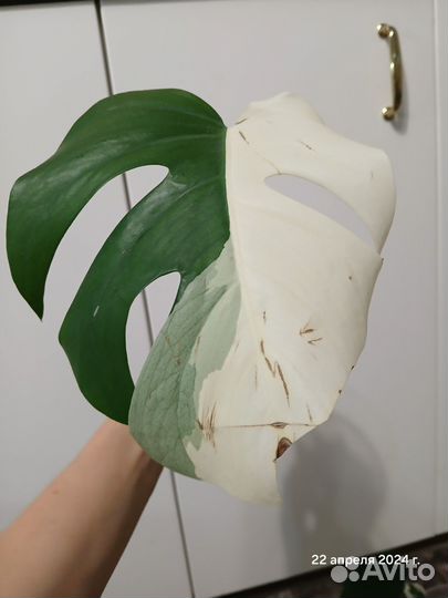 Монстера альба