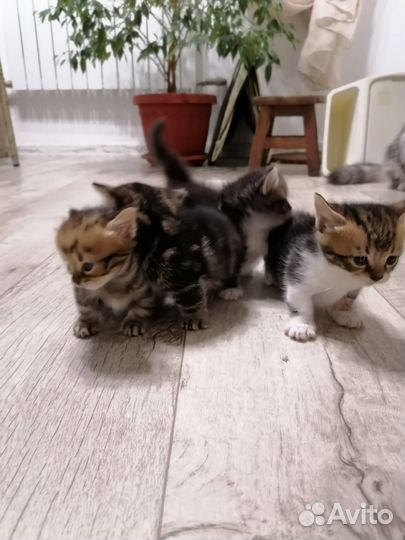 Котята породы манчкин